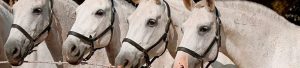 image de quatre chevaux blancs à l'entrainement de dressage