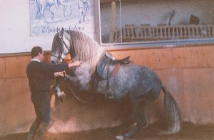 Travail des chevaux