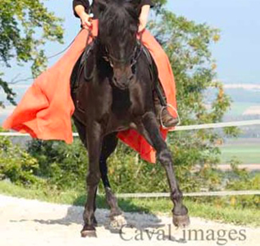 Photo du cheval Cordobes