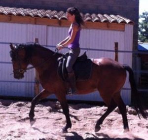 Photo d'entrainement du cheval Mistral