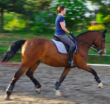 Photo du cheval brun Scientia lors de son entrainement
