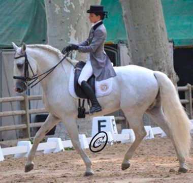 Photo de la prestation du cheval Urtigao lors du concours de dressage