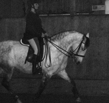 Photo du cheval Vai-Quem-Quer lors de son entrainement de dressage