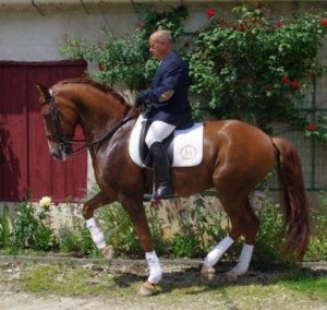 Photo du cheval brun Zeus avant son passage au concours de dressage