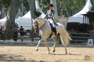 Haras de la Vendée